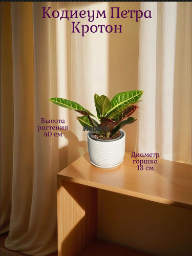 Кодиеум (Кротон) Петра высота 40см