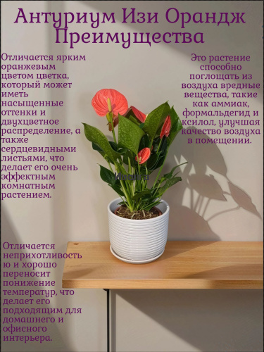 Антуриум Изи Оранж (Мужское счастье) фото 5 Антуриум Изи Оранж (Мужское счастье) фото 5