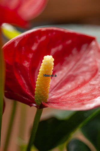 Антуриум Даймонд Ред фото 5 Антуриум Даймонд Ред фото 5