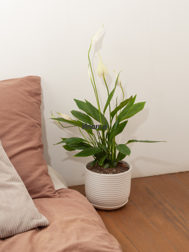 Спатифиллум Алана Спатифиллум Алана