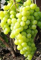 Виноград "Алешенькин", саженец 1 шт