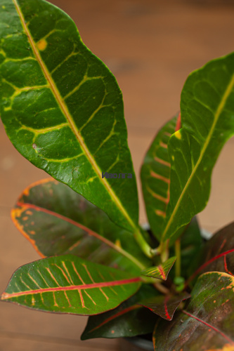 Кодиеум (Кротон) Петра фото 5