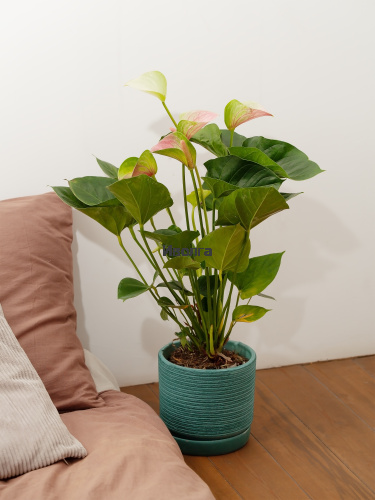 Антуриум Фэнтэзи Лав Антуриум Фэнтэзи Лав