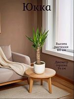 Юкка высота 60см