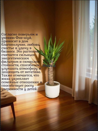 Юкка высота 60см фото 3 Юкка высота 60см фото 3