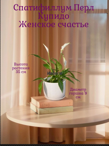 Спатифиллум Перл Купидо Спатифиллум Перл Купидо