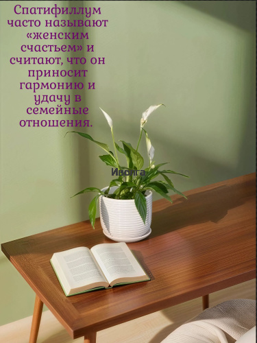 Спатифиллум Перл Купидо фото 3 Спатифиллум Перл Купидо фото 3