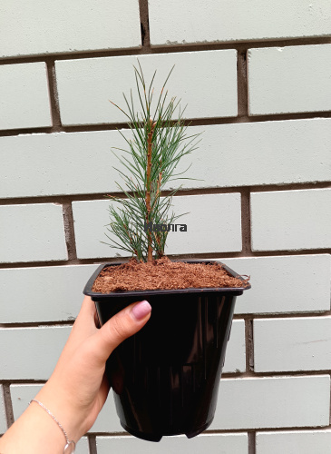 Кедр сибирский двух-трехлетка, саженец 1 шт