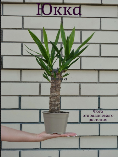 Юкка высота 60см фото 5 Юкка высота 60см фото 5